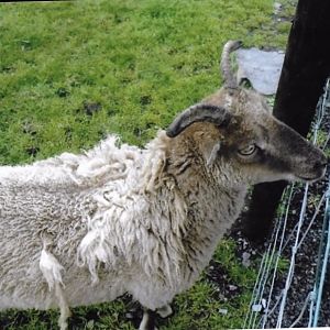 can somebody identify this breed