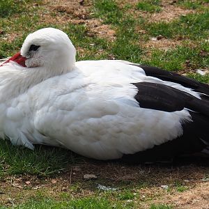 White stork (Ciconia ciconia) Aug 28th, 2018