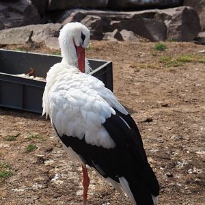 White stork (Ciconia ciconia) Aug 28th, 2018
