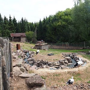 Red-necked wallaby - Black swan - White stork exhibit (Aug 28th, 2018)
