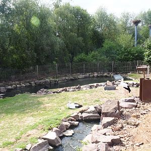 Red-necked wallaby - Black swan - White stork exhibit (Aug 28th, 2018)