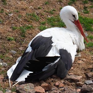 White stork (Ciconia ciconia), Aug 28th, 2018