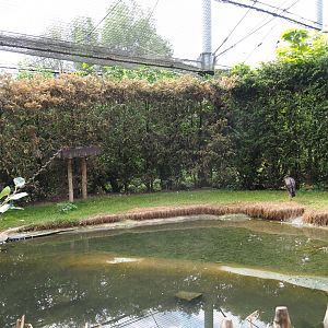 Black stork area in large aviary (Aug 28th, 2018)