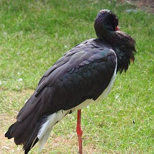 Black stork (Ciconia nigra), Aug 28th, 2018