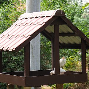 Bird feeder (Aug 28th, 2018)