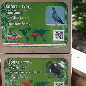 Large aviary signs -  Pigeon and myna (Aug 28th, 2018)