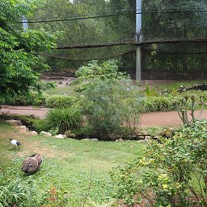 View in large aviary (Aug 28th, 2018)