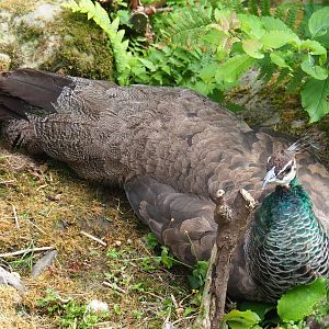 Blue peafowl hen (Pavo cristatus), Aug 28th, 2018