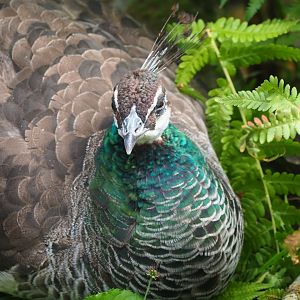 Blue peafowl hen (Pavo cristatus), Aug 28th, 2018