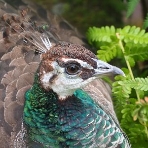 Blue peafowl hen (Pavo cristatus), Aug 28th, 2018