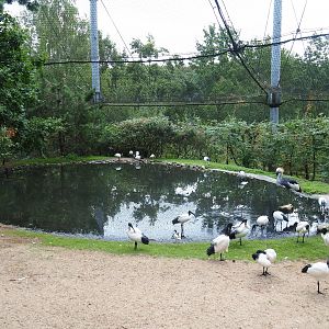 Pool in large aviary with crowned crane and sacred ibis (Aug 28th, 2018)