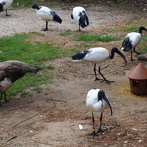 Sacred ibis, cattle egret and peahen near bird feeder (Aug 28th, 2018)