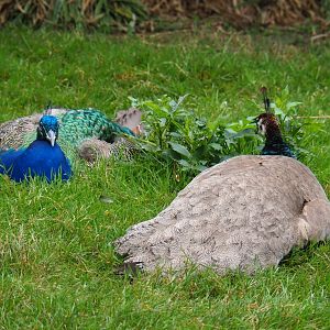 Pair of blue peafowl (Pavo cristatus), Aug 28th, 2018