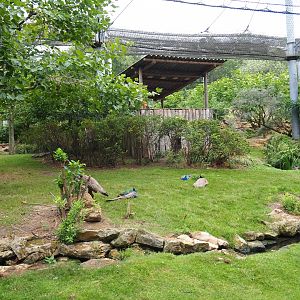 View in large aviary (Aug 28th, 2018)