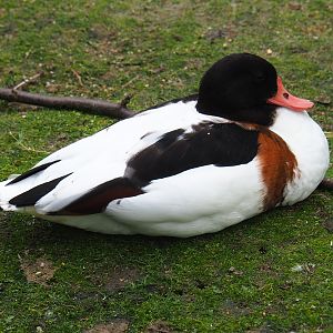 Common shelduck (Tadorna tadorna), Aug 28th, 2018