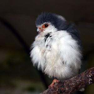 Pygmy Falcon