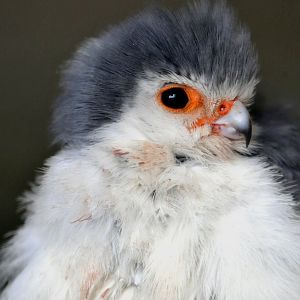 Pygmy falcon
