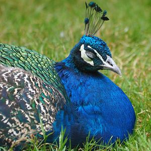 Blue peacock (Pavo cristatus), Aug 28th, 2018