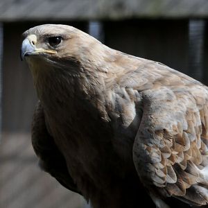 African Tawny Eagle
