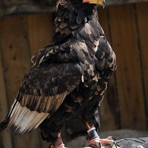 Bateleur Eagle