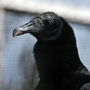 American Black Vulture