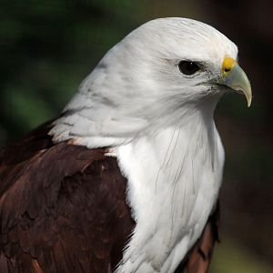Brahminy Kite