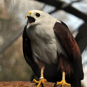 Brahminy Kite