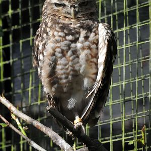 Burrowing owl