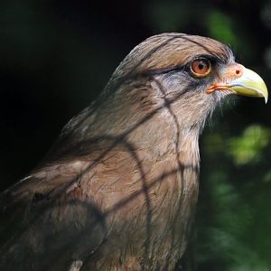 Chimango Caracara