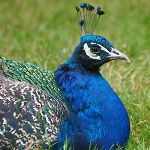 Blue peacock (Pavo cristatus), Aug 28th, 2018