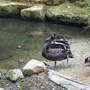 Family of black swans (Cygnus atratus), Aug 28th, 2018