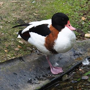 Common shelduck (Tadorna tadorna), Aug 28th, 2018