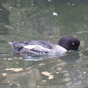 Eclipsed male Barrow's goldeneye (Bucephala islandica), Aug 28th, 2018