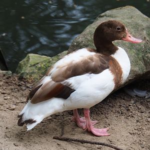 Color mutation of Common shelduck (Tadorna tadorna), Aug 28th, 2018