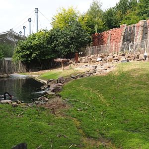 Red-necked wallaby - Black swan - White stork exhibit (Aug 28th, 2018)