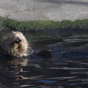 Sea Otter