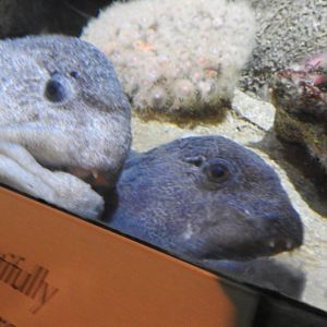 Wolf Eels
