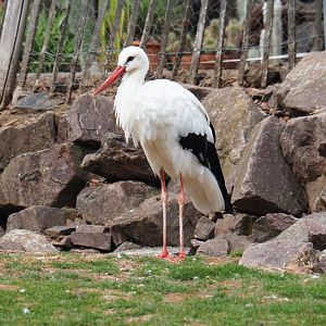White stork (Ciconia ciconia), Aug 28th, 2018