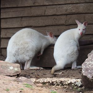 Albino Red-necked wallabies feeding (Aug 28th, 2018)