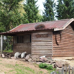 Red-necked wallaby shack (Aug 28th, 2018)
