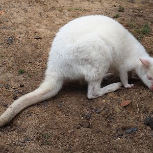 Albino Red-necked wallaby (Aug 28th, 2018)
