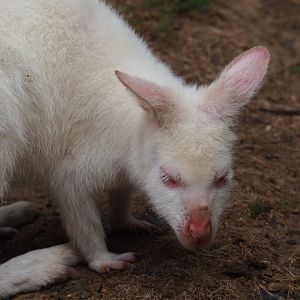 Albino Red-necked wallaby (Aug 28th, 2018)