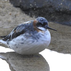 Red-necked Phalarope
