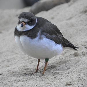 Semipalmated Plover