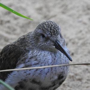 Dunlin