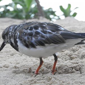 Ruddy Turnstone
