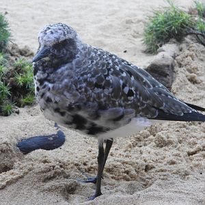 Black-bellied Plover