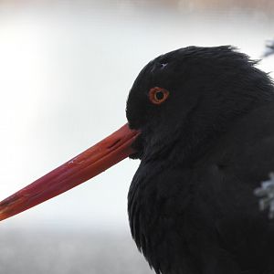 Black Oystercatcher