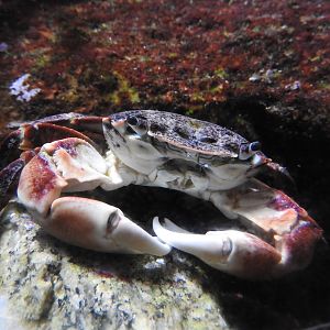 Crab species