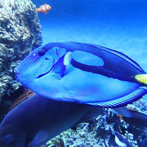 Blue Tang